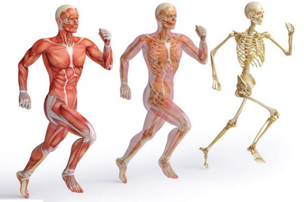 Anatomy & Physiology